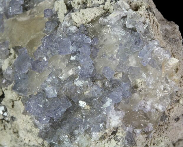 Purple/Gray Fluorite Cluster - Marblehead Quarry Ohio #81197